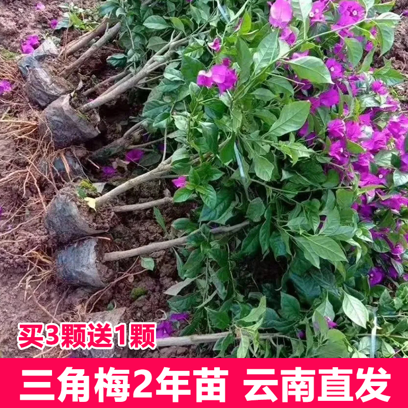 重瓣红三角梅盆栽带花三角梅苗勤花品种爬藤老桩室内花卉植物四季-封面