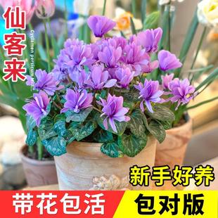 仙客来盆栽带花小苗大花重瓣大盆栽兔耳花丁香之青适合冬天种的花