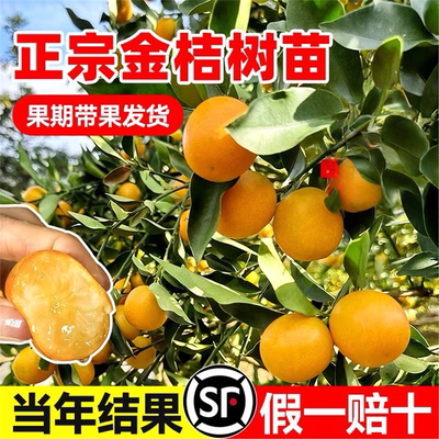 融安脆蜜金桔树树苗四季广西脆皮