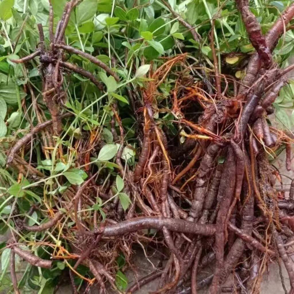 新鲜云南小红参特产小红参野生原生态小红参紫参小红参通用鲜活