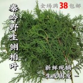 洗发水熬制材料秦岭侧柏叶20g50g250g500g