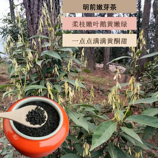 美康王茶木姜叶柯多穗石柯重庆高山头嫩芽甜茶叶三非降血高压糖脂