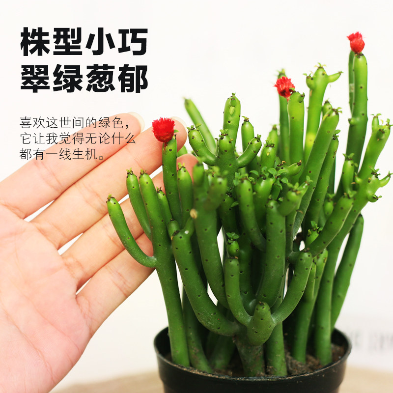 新品多肉珊瑚棒发财棍招财玉树光棍树多肉四季常青耐旱桌面创意盆
