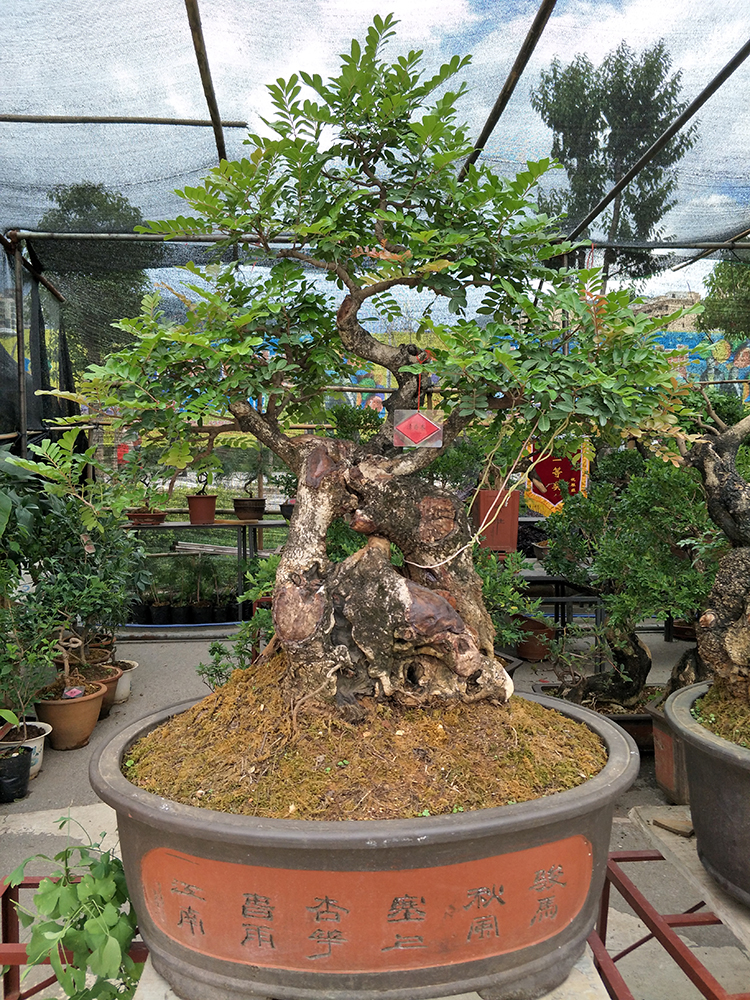 清香木苗紫油木盆栽提神阳台盆景室内客厅红芽清香木熟桩