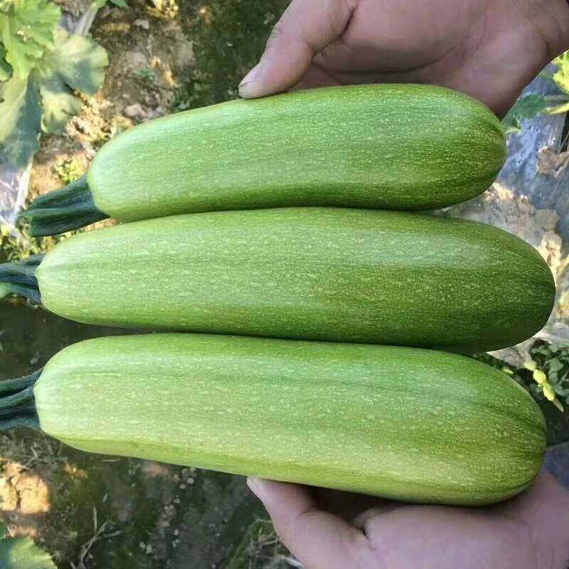 山西太行山高山西葫芦小瓜北瓜当季新鲜茭瓜蔬菜现摘现发,水产肉类/新鲜蔬果/熟食,西葫芦,淘宝优惠券,粉丝福利购,淘宝优惠卷