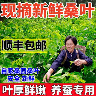 顺丰当天发】现摘桑叶新鲜喂蚕养蚕专用鲜嫩学生蚕宝宝吃的桑树叶