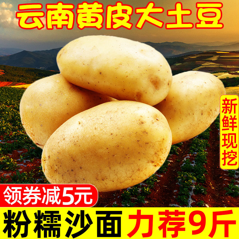 云南黄皮大土豆10斤整箱蔬菜洋芋