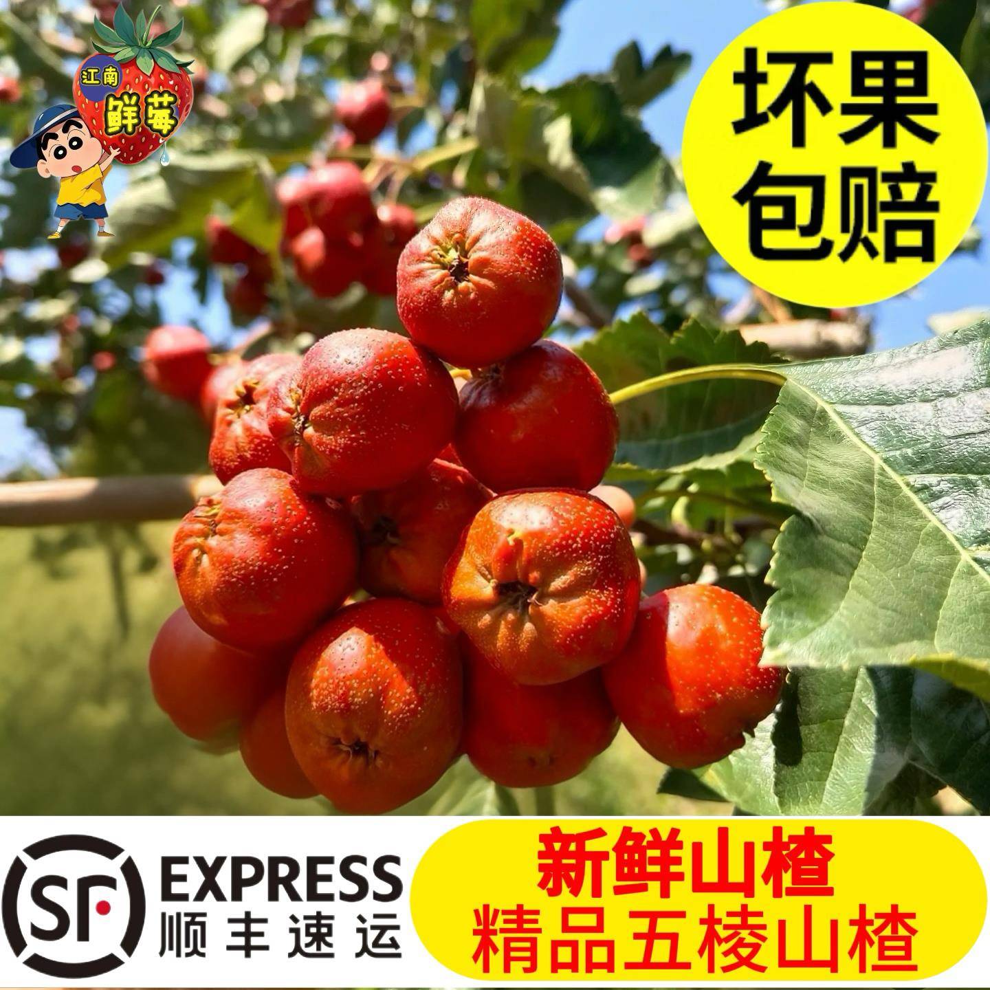 新鲜山楂果精品大五棱山楂大果冰糖葫芦茶饮餐饮专用顺丰包邮