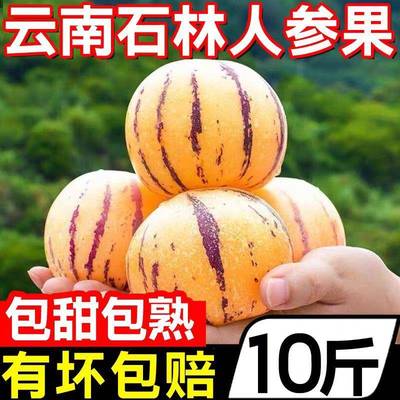 云南石林人参果10斤新鲜水果娃娃黄肉人心果人生果圆果当季整特产