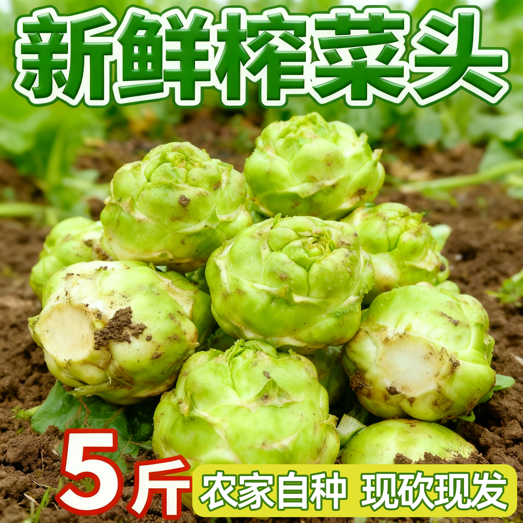 重庆涪陵新鲜榨菜头5斤农家自种现砍现发新鲜蔬菜整颗圆形榨菜