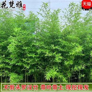 景观竹四季竹子苗金竹绿竹紫竹苗罗汉竹子盆栽庭院耐寒全冠不剪头