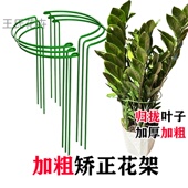 加厚加粗花卉支架花架防倒伏耷拉下垂固定矫正定形形体支撑叶片