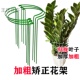 加厚加粗花卉支架花架防倒伏耷拉下垂固定矫正定形形体支撑叶片