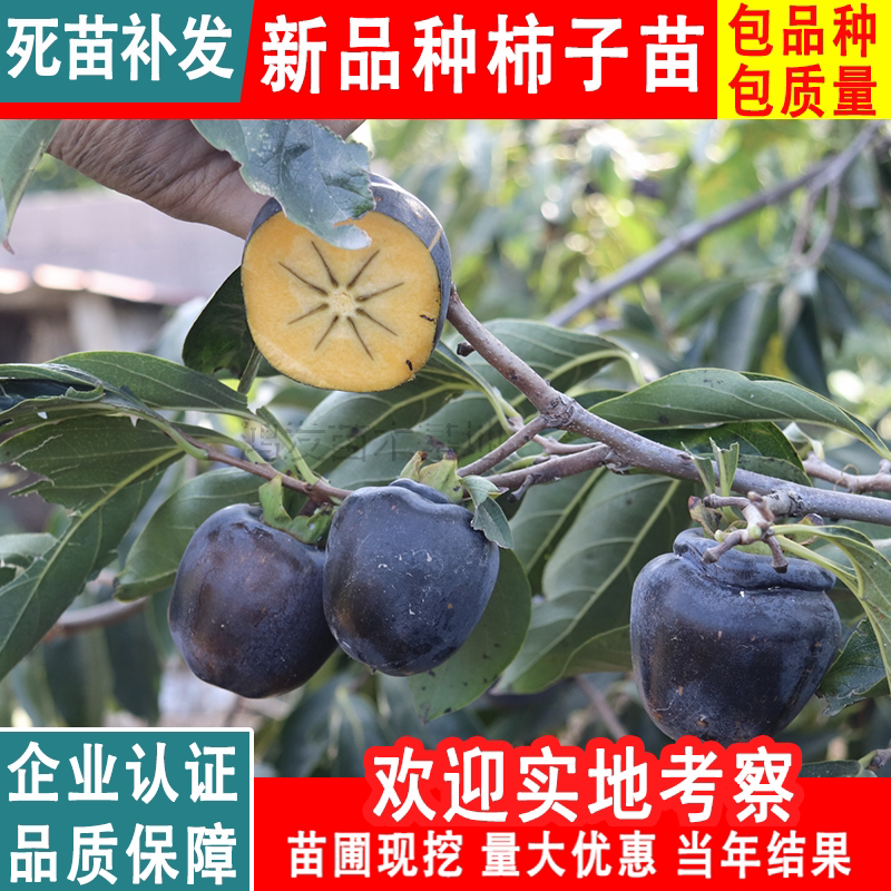 黑柿子苗价格 黑柿子苗图片 星期三