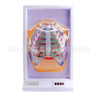 厂家直销3332人体呼吸运动模型肺呼吸模型电动式生物教学模型