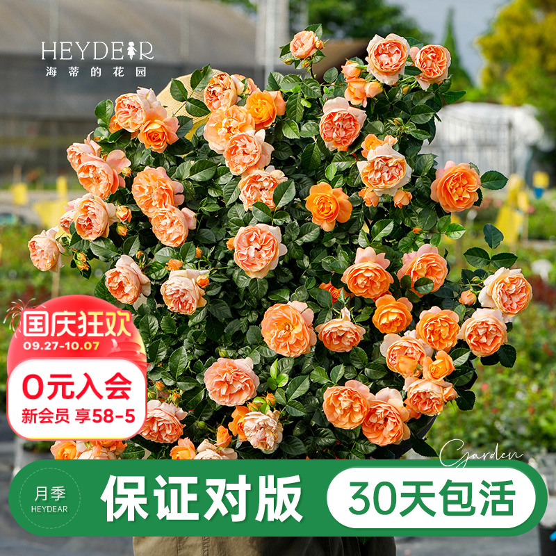 品牌优选月季30天包活