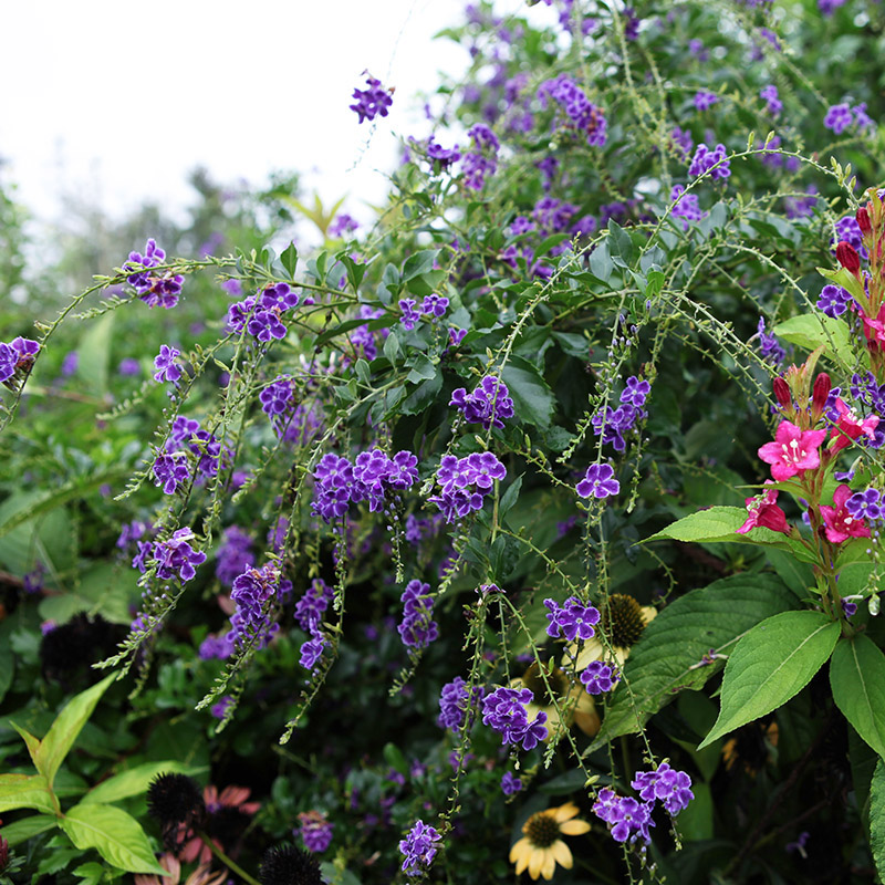 海蒂的花园 金露花紫色花常绿开花灌木庭院木本植物花卉盆栽苗