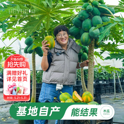 海蒂的花园旗舰店木瓜盆栽苗树苗南方种植庭院盆栽地栽果树果苗