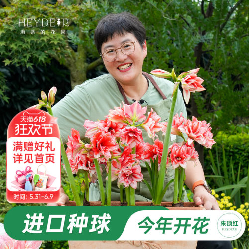 朱顶红进口种球包对版60天内开
