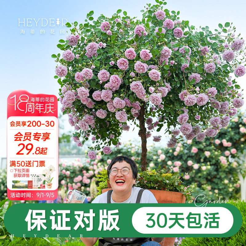 海妈家自产月季花苗易养护包对版图片
