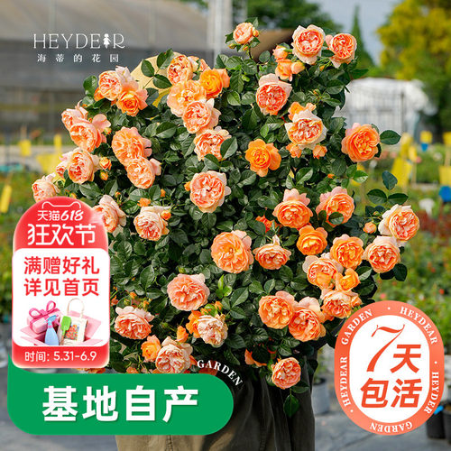 海蒂的花园月季多季开花带苞发货