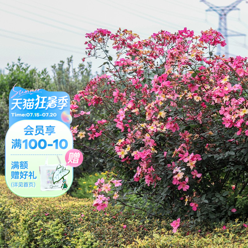 海蒂的花园蝴蝶月季低维护花卉
