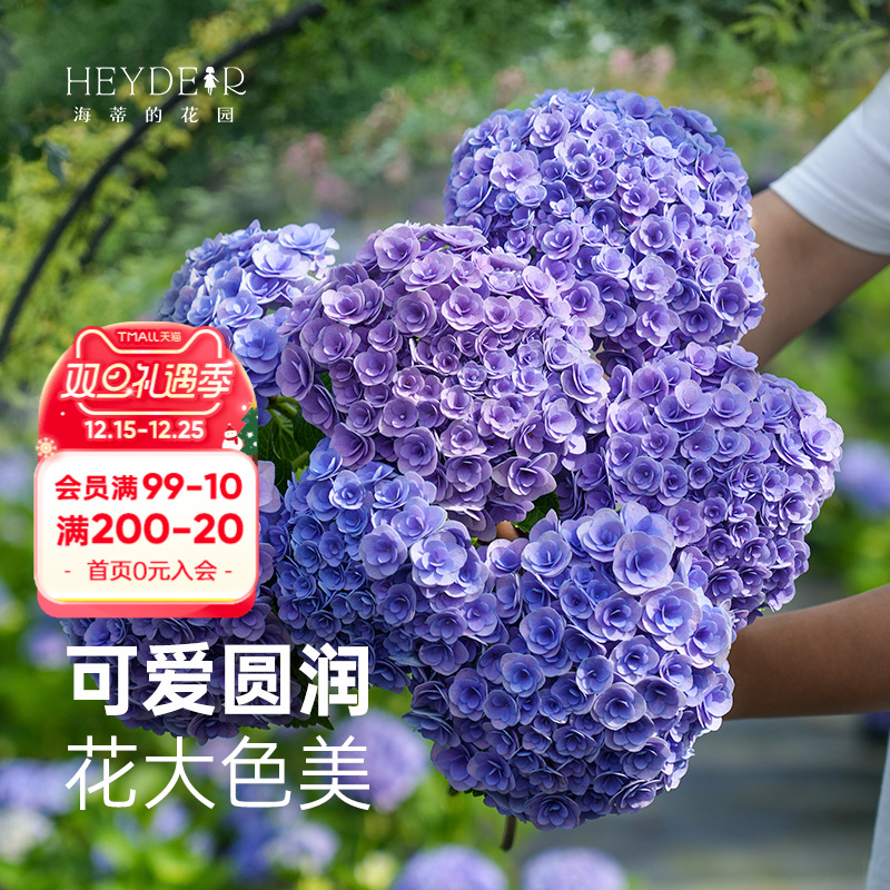 海蒂的花园妖精之吻春夏开花绣球