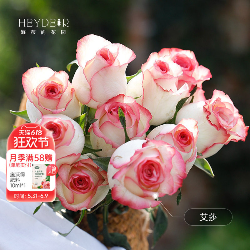 海蒂的花园旗舰店新手切花月季盆栽艾莎蓝莓蛋糕切花朱丽叶玫瑰苗