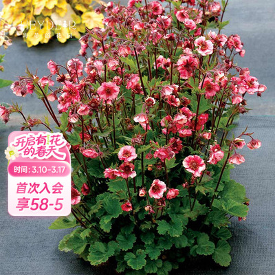 水杨梅多年生室外春夏野趣