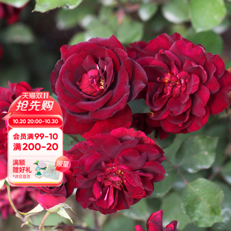 多季节开花网红灌木月季