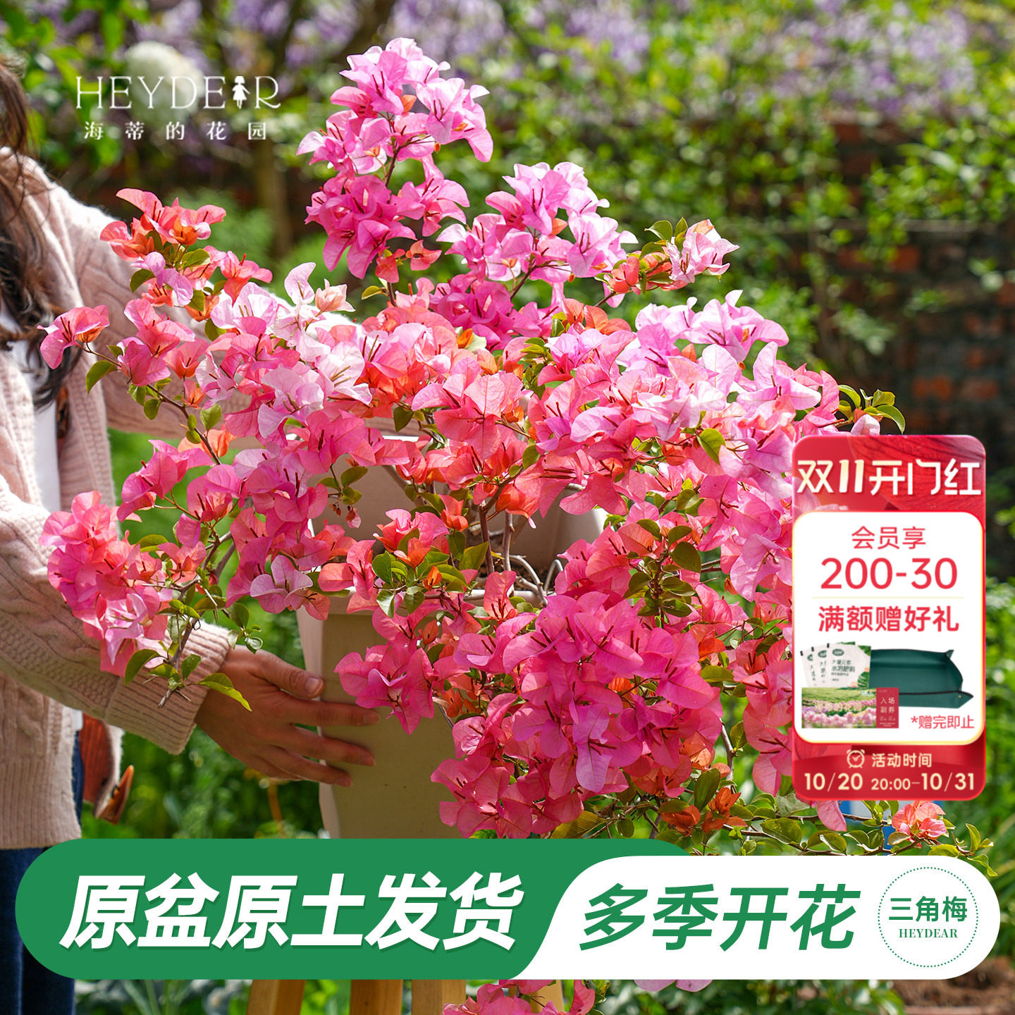 海蒂的花园旗舰店重瓣三角梅盆栽树苗耐热花卉植物绿樱阳台爬藤