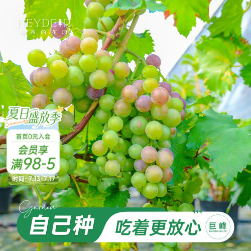 海妈家巨峰葡萄当年可结果