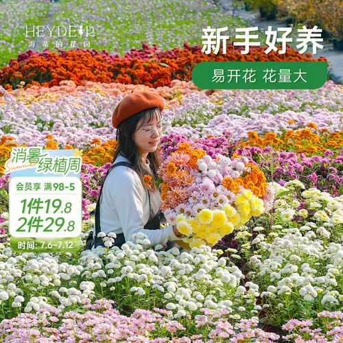 球菊切花菊玛格丽特盆栽花苗