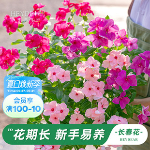 海蒂 花园旗舰店长春花花苗鲜花盆栽阳台庭院耐热花卉绿植带花苞