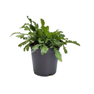 海蒂的花园旗舰店玛格丽特洋菊栽庭院花园花卉植物耐寒盆栽苗