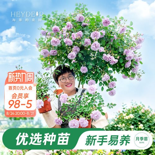海蒂的花园旗舰店月季花苗带花苞爬藤月季盆栽苗果汁阳台绿植花卉