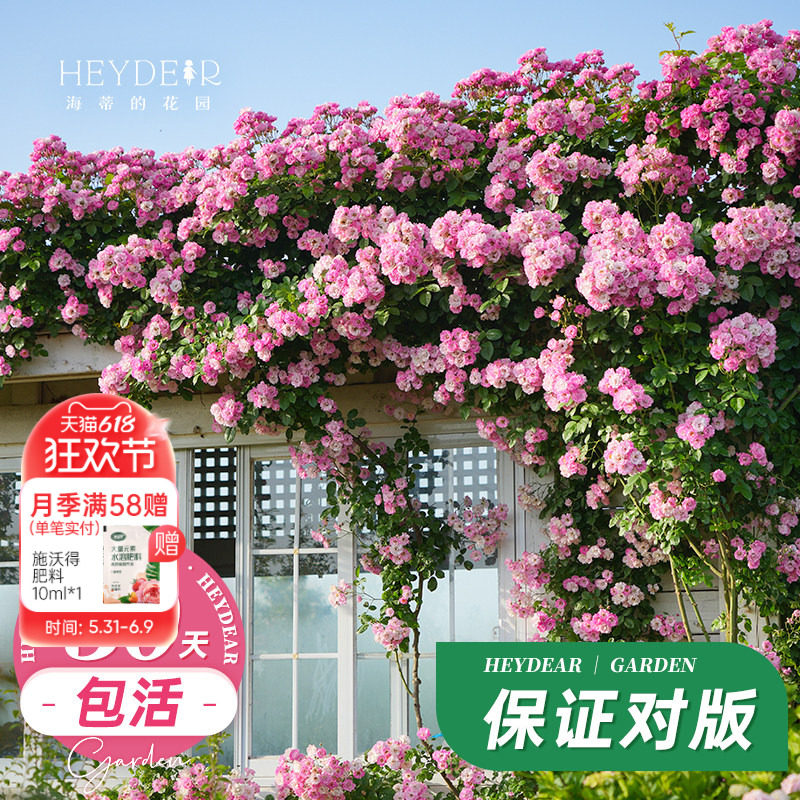海蒂的花园藤本月季花苗龙沙宝石花卉植物易活好养爬藤月季盆栽