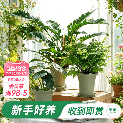 海蒂的花园绿植成品套盆桌面盆栽