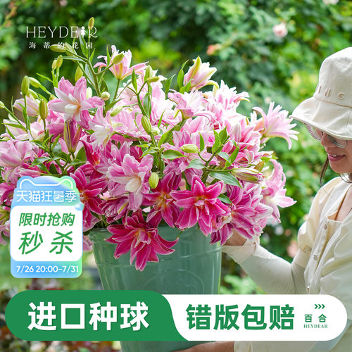 进口百合种球易养易开花