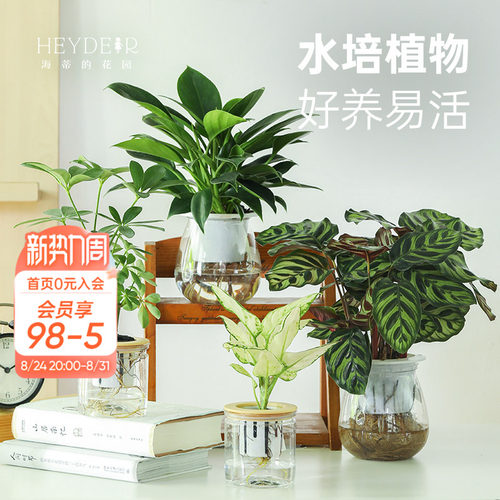 客厅办公桌室内观赏水培绿植