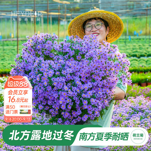 南方耐热北方露地过冬的菊花盆栽