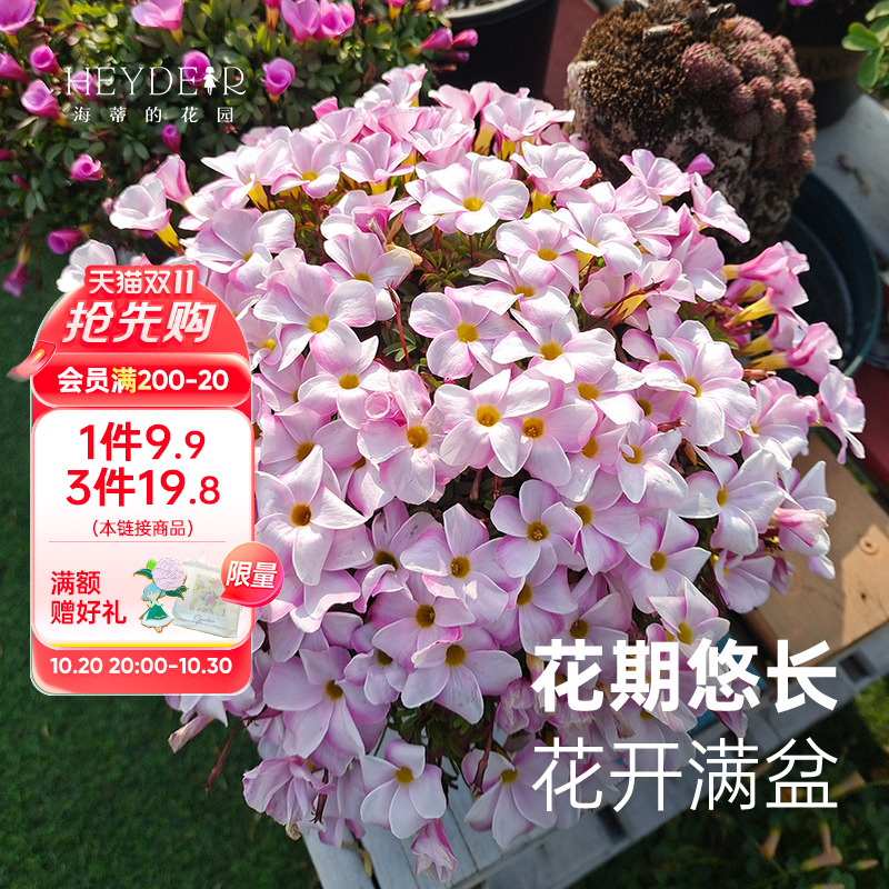 海蒂的花园酢浆草多年生阳台花卉