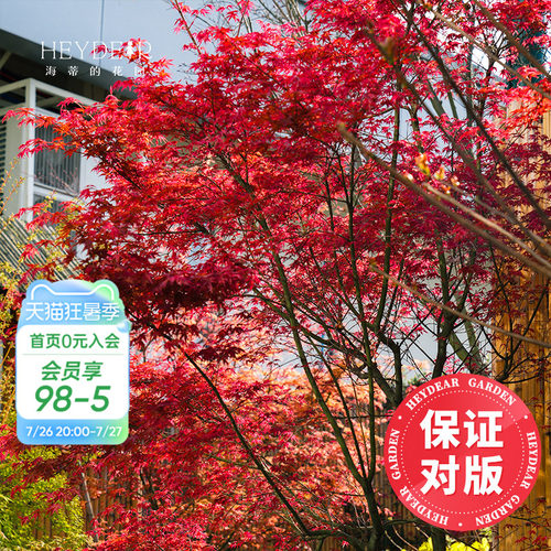 海妈家枫树盆栽颜色丰富包对版