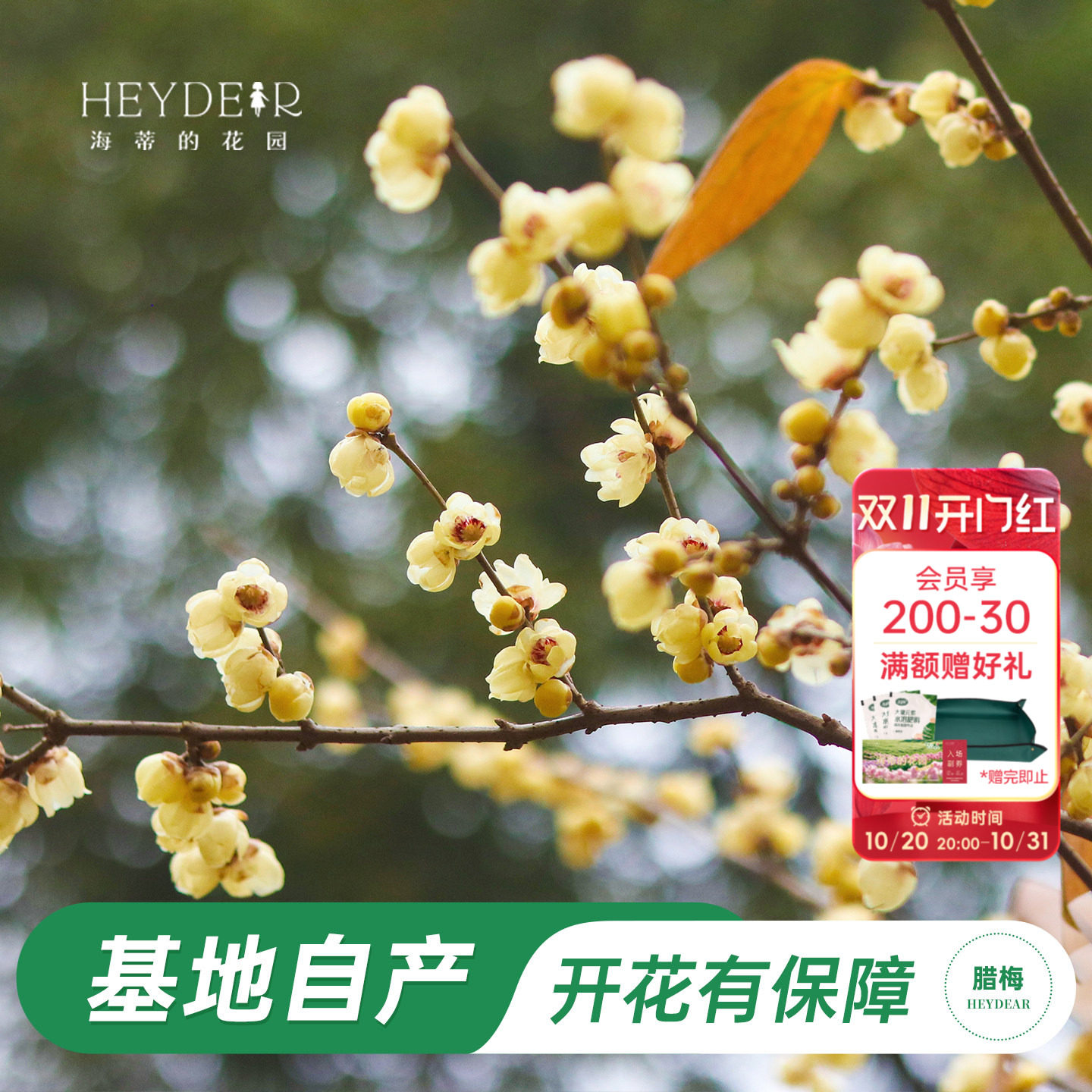 海蒂的花园旗舰店腊梅树苗浓香花卉地栽冬季耐寒花卉盆栽庭院植物