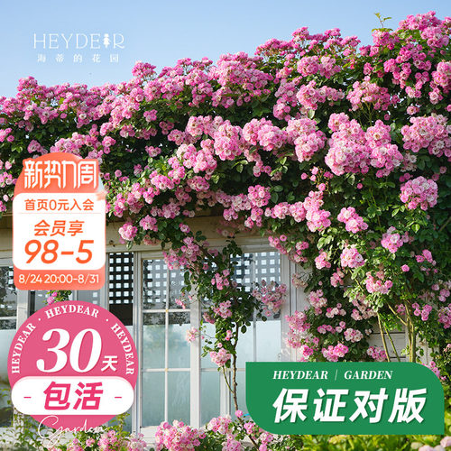 海蒂的花园藤本月季植物易活