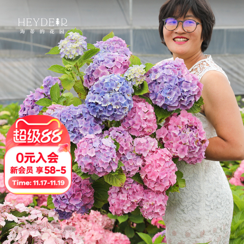 海蒂的花园梦幻蓝阳台庭院花卉