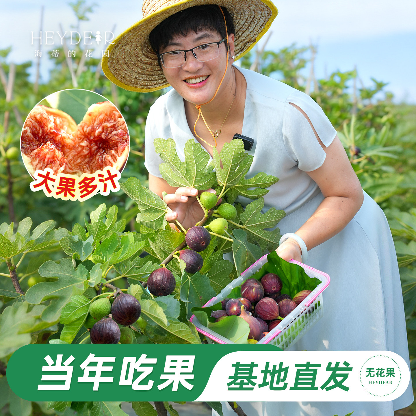 基地自产无花果苗保证对版图片
