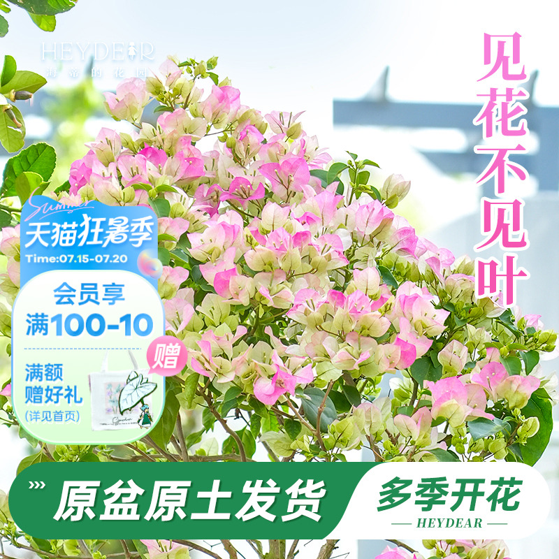 带花三角梅30天包活品牌保障