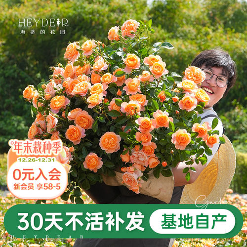 海蒂的花园果汁阳台月季新手推荐