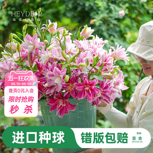 进口百合种球易养易开花